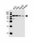 EHD4 Antibody (C-term)