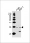 SPR Antibody (C-term)