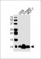 MP68 Antibody (C-term)