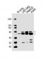 SEMA4F Antibody (C-term)