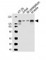 Mouse Ctr9 Antibody (C-term)