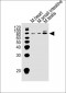 Mouse Klf4 Antibody (Center)