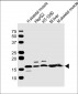 NDUFA12 Antibody (N-term)