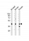 P2ry4 Antibody (N-term)