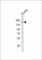 Mouse Erbb3 Antibody (P1076)