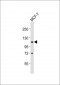 ADAMTS15 Antibody (N-Term)