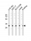 FN3KRP Antibody (N-Term)