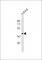 (Mouse) Bmi1 Antibody (C-term)