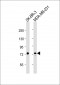 YY1AP1 Antibody (N-Term)