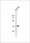 MYCL1 Antibody (C-Term)