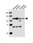 Mouse Mertk Antibody (C-term)