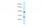 MAGEF1 antibody - N-terminal region