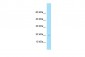 NDUFS4 antibody - middle region