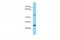 RTN4RL1 Antibody - C-terminal region