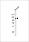 Mouse Epas1 Antibody (C-term)