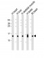 RNF7 Antibody (N-term)