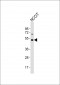 Mouse Klf4 Antibody (C-term)