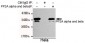 PP2A alpha and beta Antibody