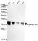 PP2A alpha and beta Antibody