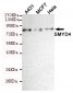 SMYD4 Antibody