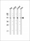 Hsp 60 Antibody (N-term)