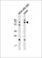 PRODH Antibody (Center)