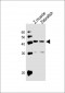 DANRE mycl1a Antibody (N-term)