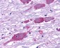 GPR162 Antibody (Extracellular Domain)