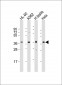 PRSS21 Antibody (N-Term)
