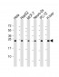 PSMA6 Antibody (N-Term)