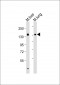 Mouse Tek Antibody (C-term)