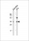 DANRE clvs2 Antibody (C-term)