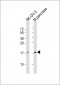 TMEM97 Antibody (N-term)