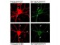 NCS1 / Neuronal Calcium Sensor Antibody