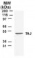 TNFRSF19 / TROY Antibody (aa29-44)