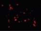 LL37 / Cathelicidin Antibody (C-Terminus)