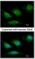 POLG Antibody