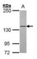 POLG Antibody