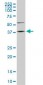 FAM50A Antibody (clone 5F10)