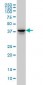 FAM50A Antibody (clone 5F10)