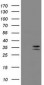 CD20 Antibody (clone 4B4)