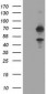 TRMT2A Antibody (clone 1G8)