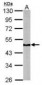 NDUFS2 Antibody (aa200-430)