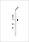 PNLIP Antibody (C-term)