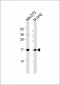 H3f3b Antibody (C-Term)