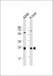 TRH Antibody (C-Term)