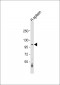 CNTROB Antibody