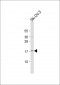 LYPD1 Antibody (C-term)