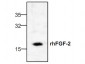 FGF-2 Antibody