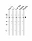 DHCR7 Antibody (C-term)